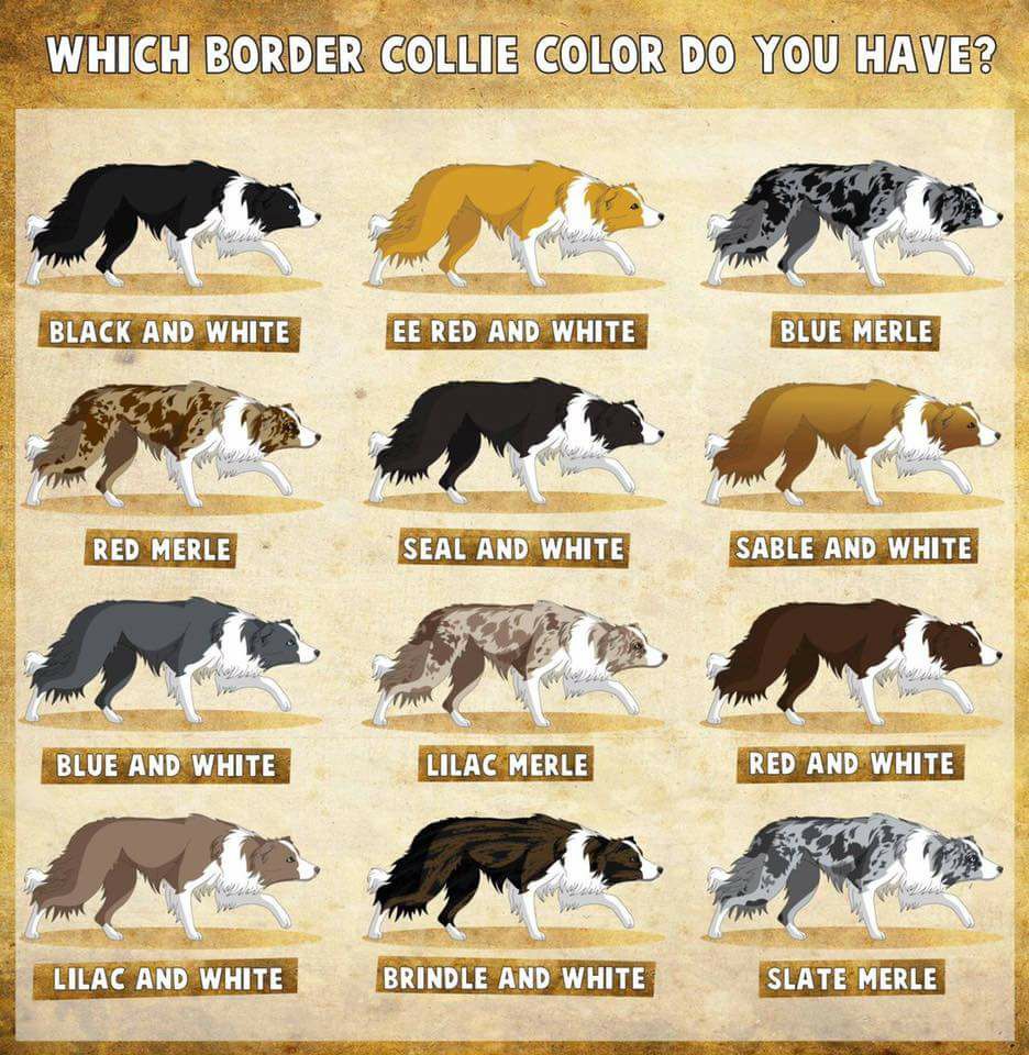 Border Collie Names